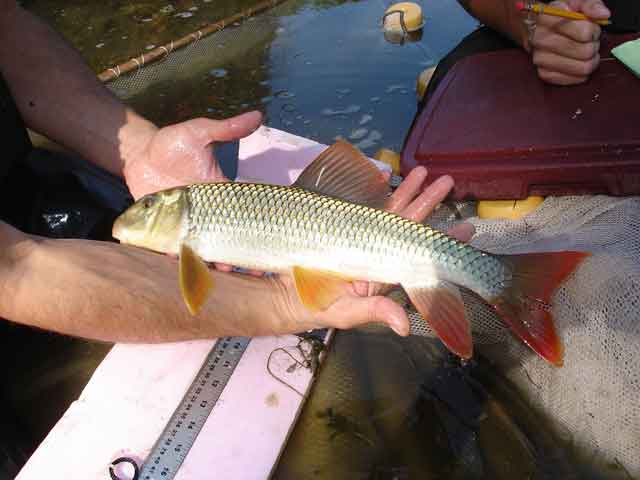 tagged adult greater redhorse