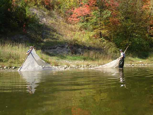 seining grand river fish