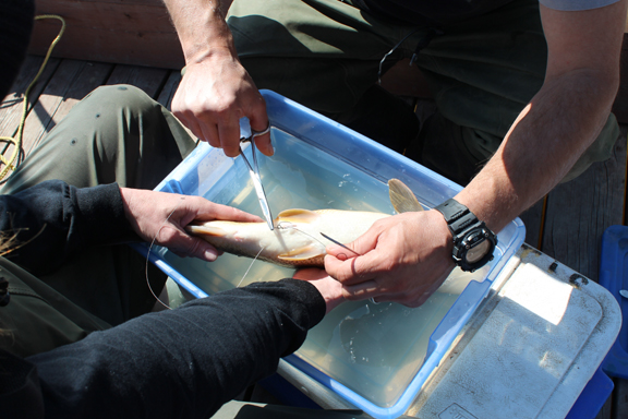 fish surgery suture