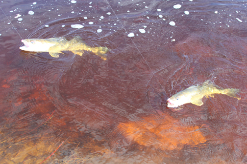 angled walleye