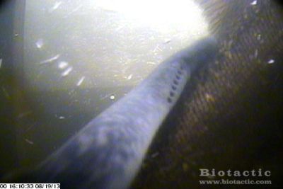 sea lamprey attached to Chinook Salmon