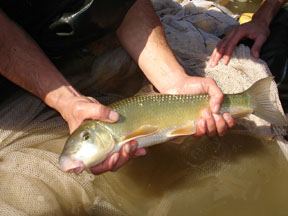 adult black redhorse