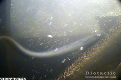 adult sea lamprey