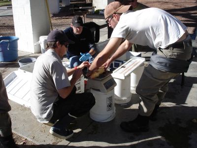 scientific fish processing