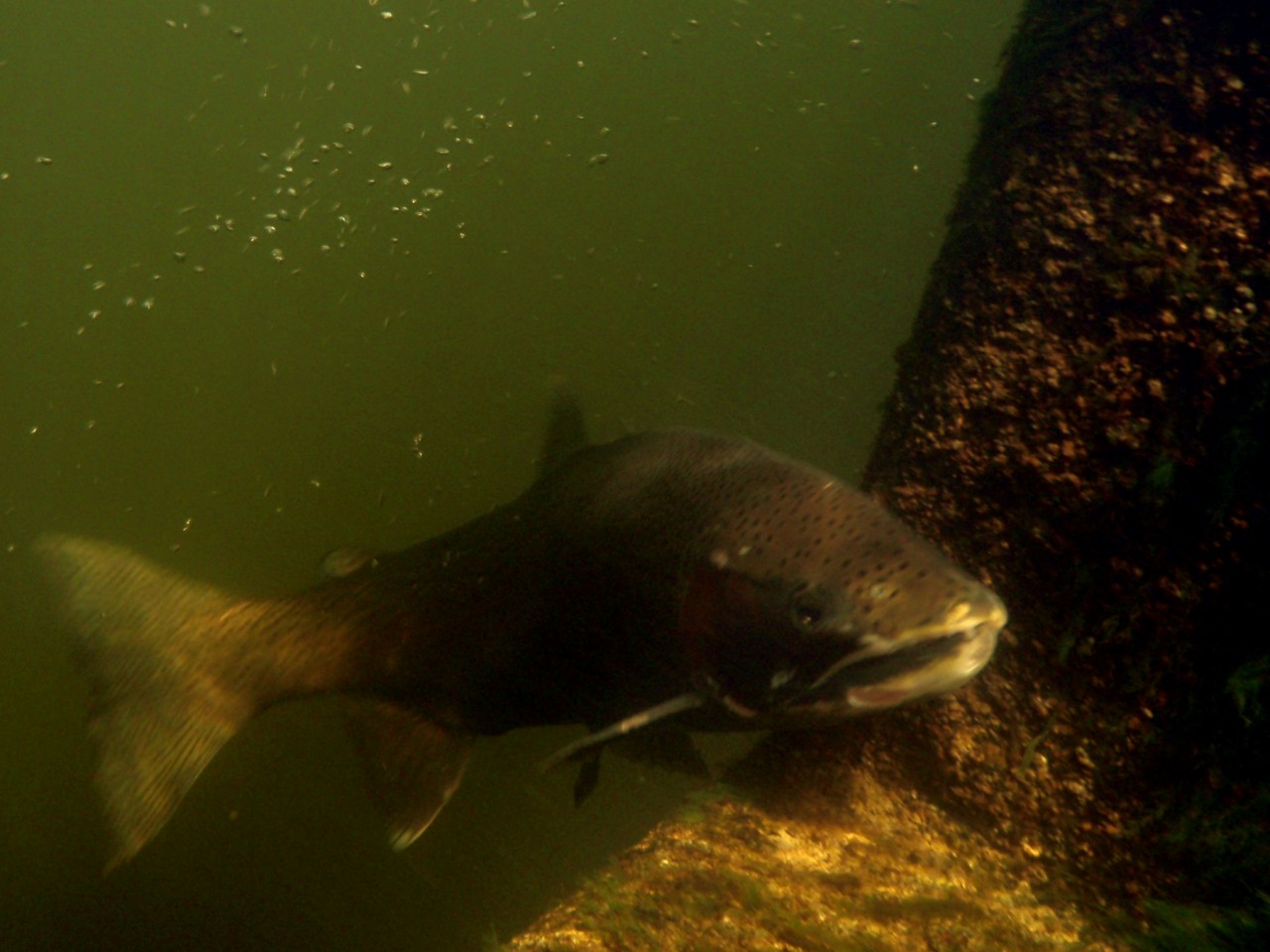 fish in a fishway