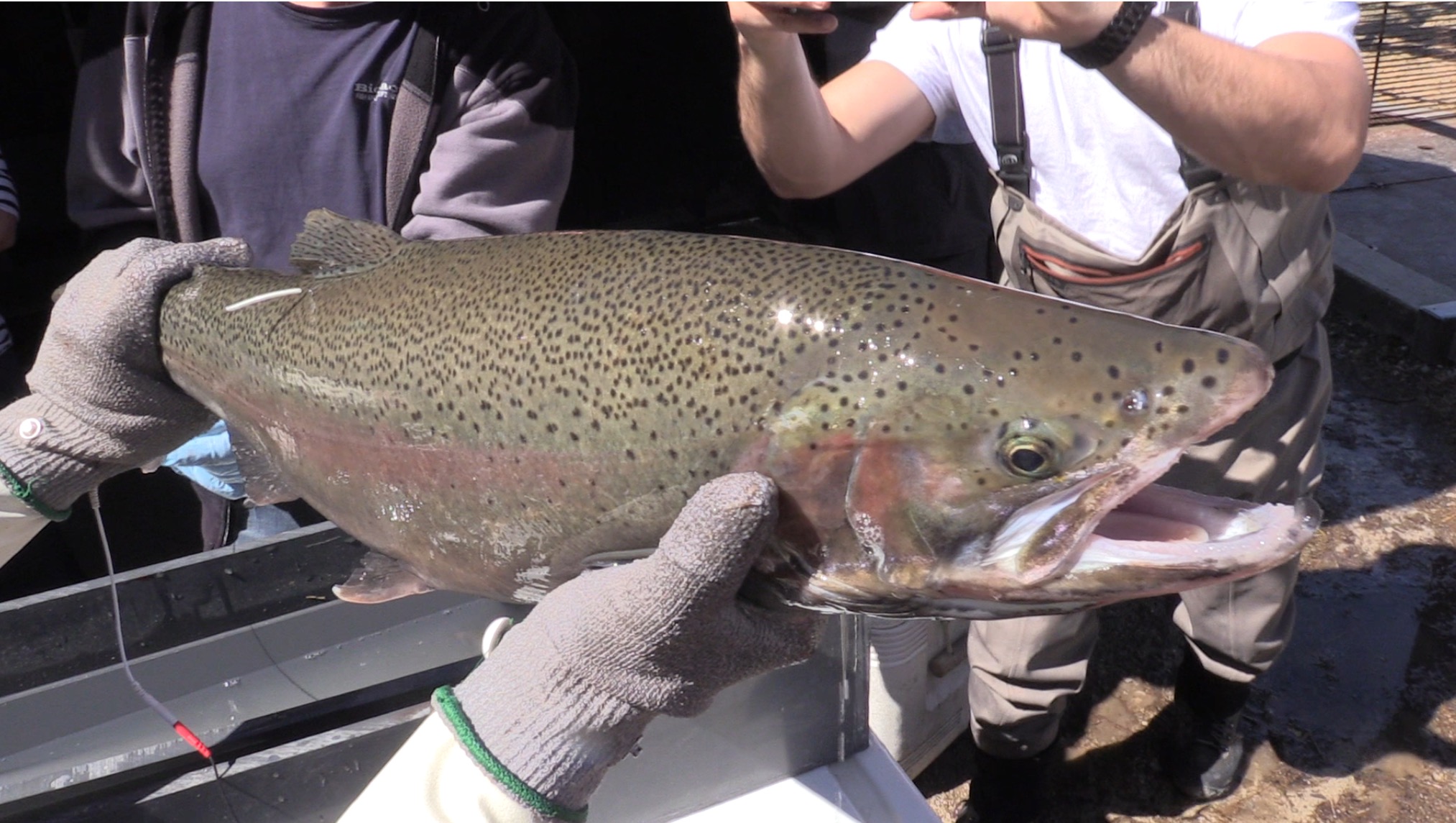 tagged adult rainbow trout