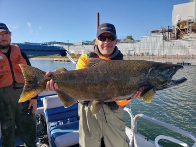 chinook salmon