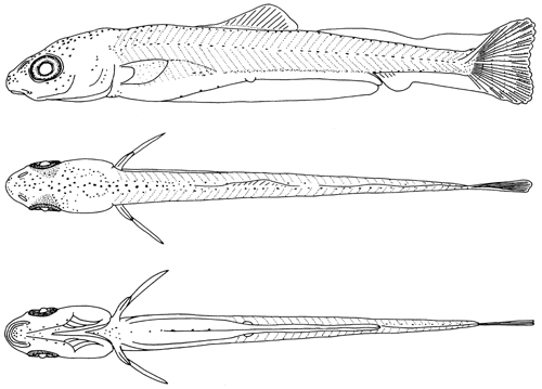 larval black redhorse drawing