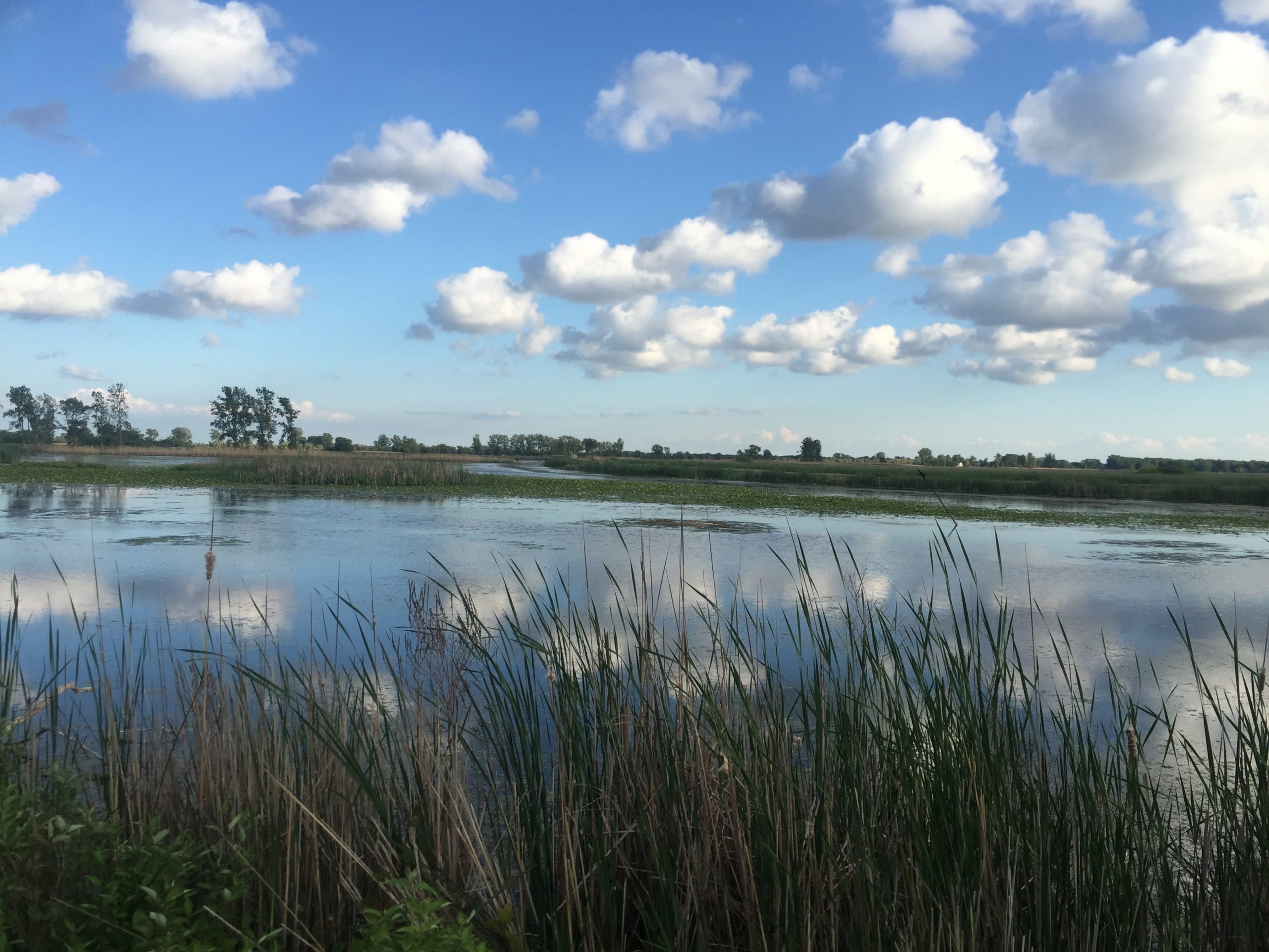 Wetland St. Clair National Wildlife Area