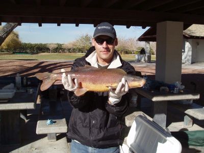 adult razorback sucker