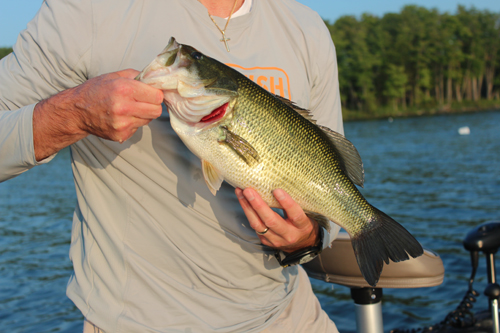 large mouth bass