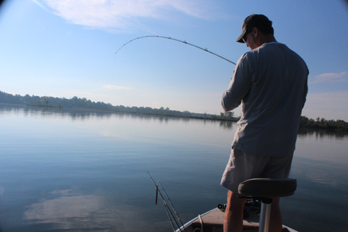 large mouth bass