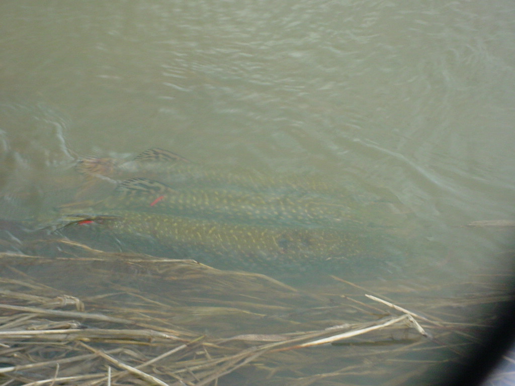 spawning northern pike