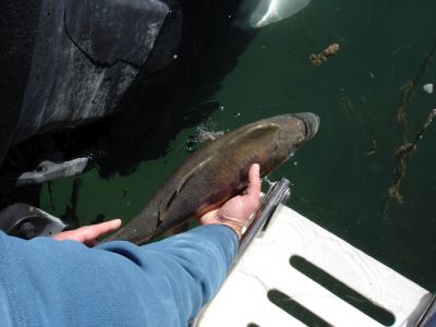 species at risk fish release