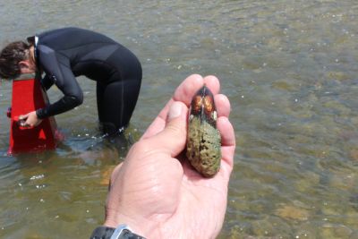 tagged mussel