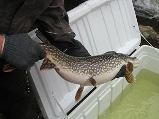 tagged northern pike