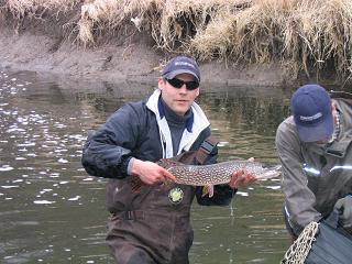 adult northern pike