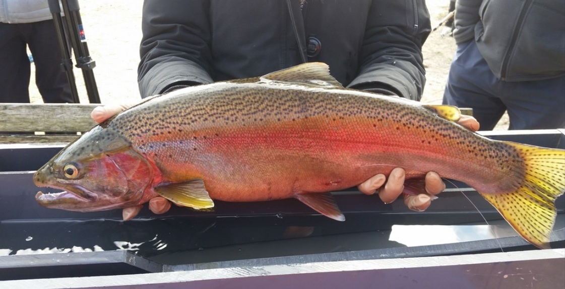 adult rainbow trout