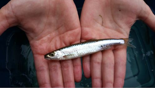 Silver Shiner Size-Class Structure, Habitat Utilization