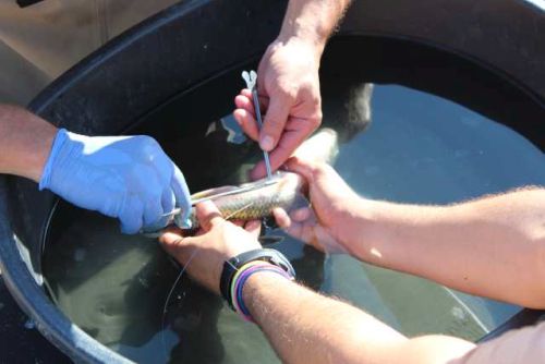 coded transmitter fish surgery