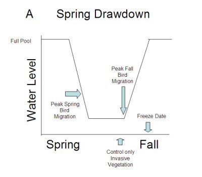 spring wetland drawdown diagram
