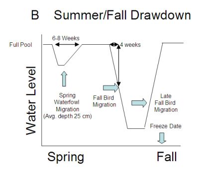 summer/fall wetland drawdown diagram