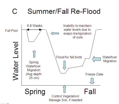 summer/fall wetland refill drawdown