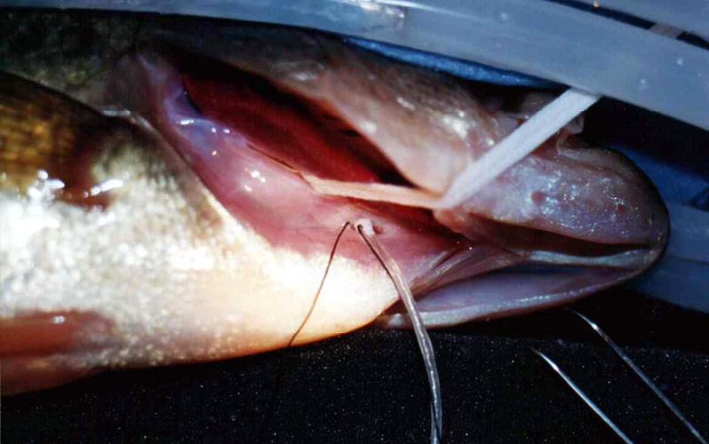 flow probe fish surgery