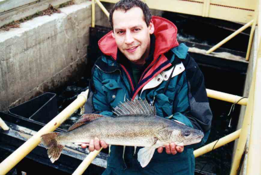 adult walleye in fishway