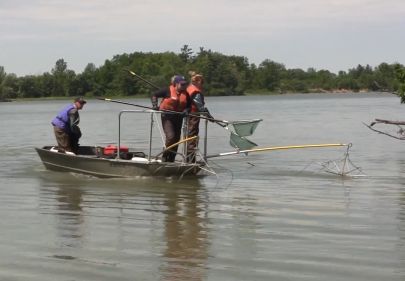 boat electrofishing process