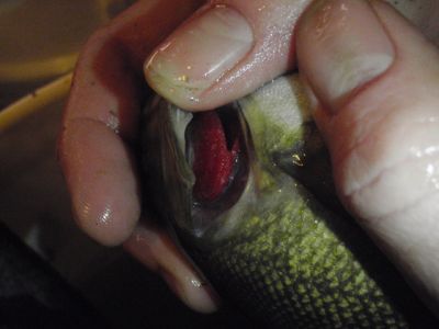 smallmouth bass gill filament