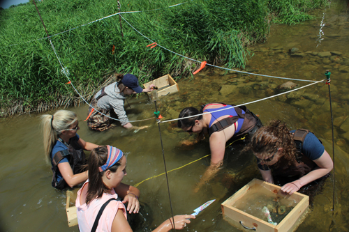 rainbow trout mussel relocation