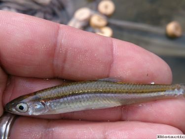 silver shiner