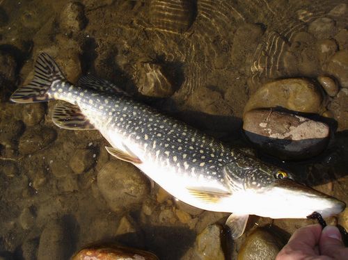 northern pike schneider creek