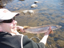 small adult northern pike