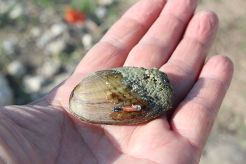 tagged freshwater mussel