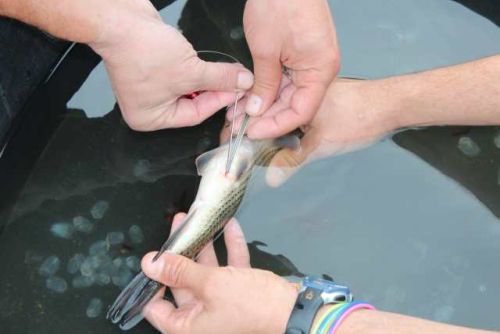 blacktail redhorse radio-tag surgery