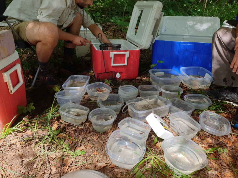 fish sorting