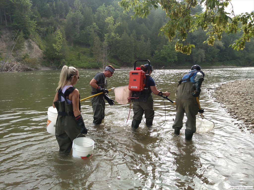 backpack electrofishing crew