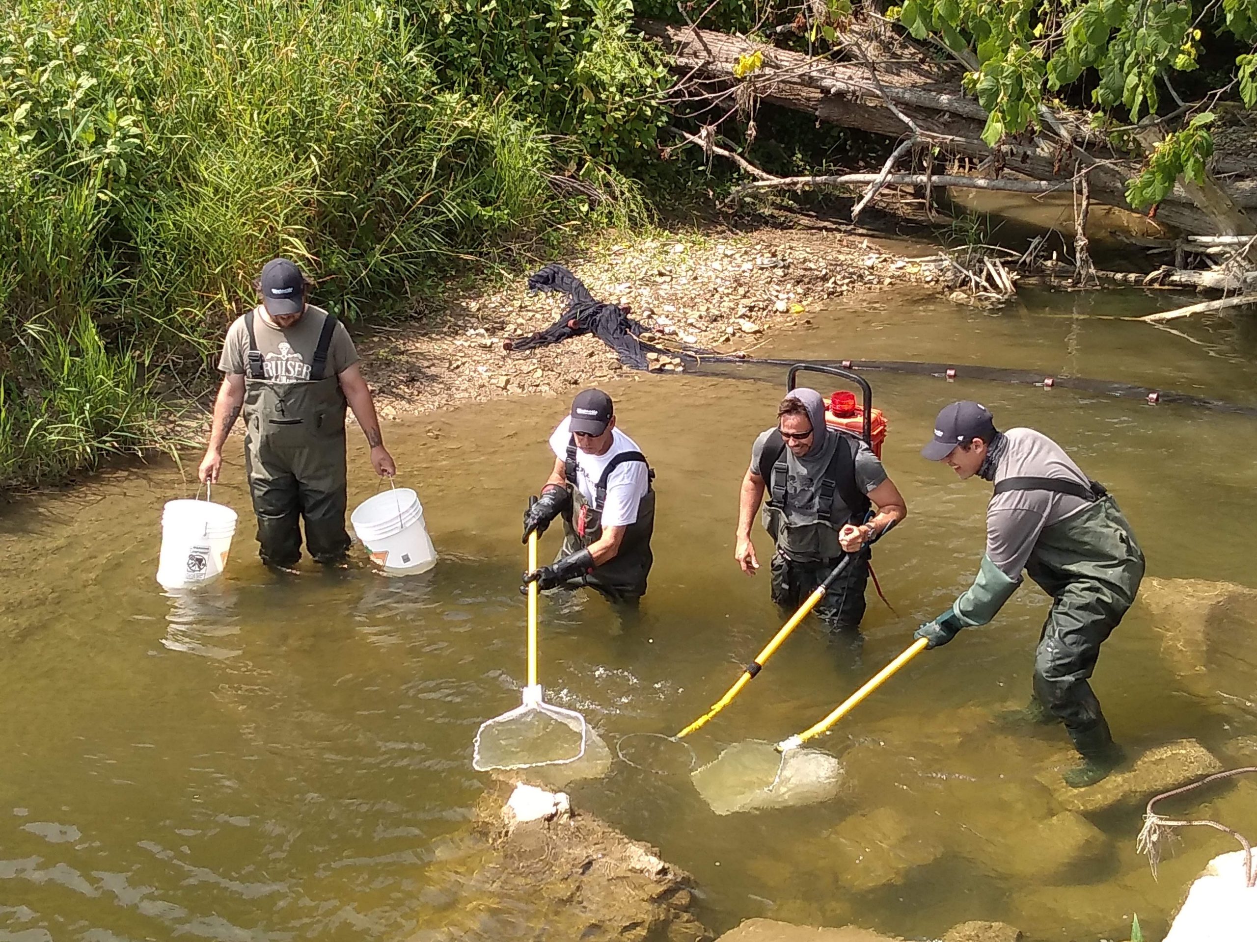 backpack electrofishing process