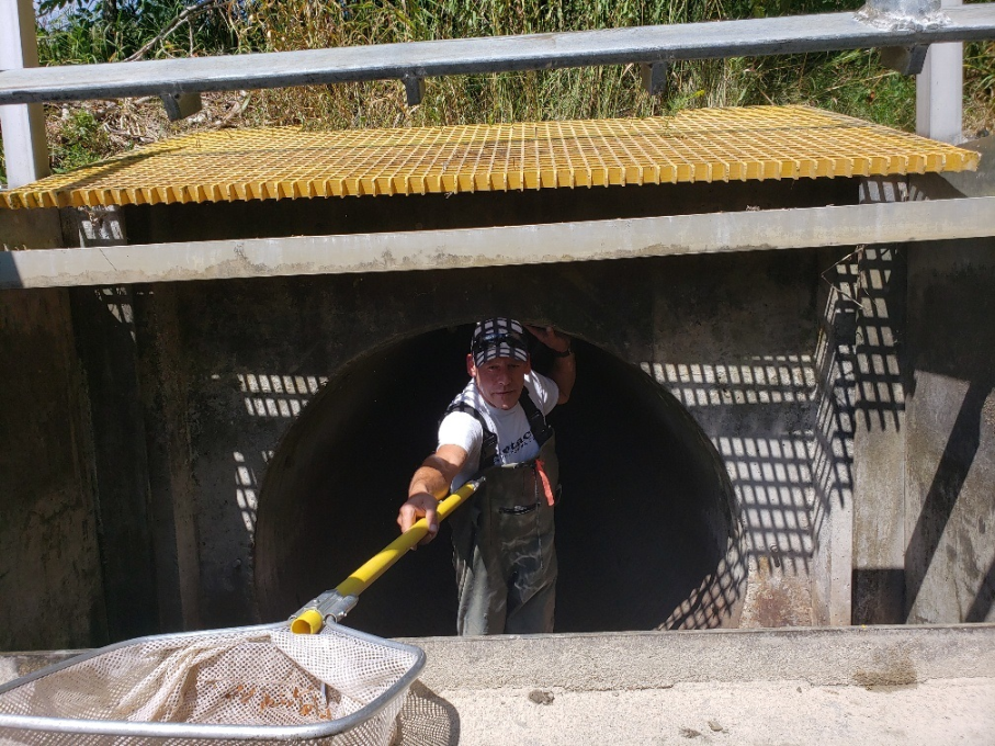 fish in a culvert