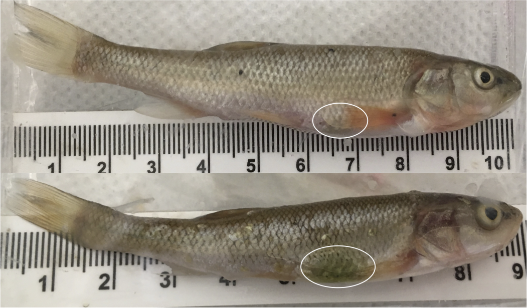 fish abdominal discolouration