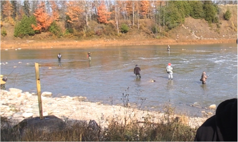 rainbow trout anglers fall