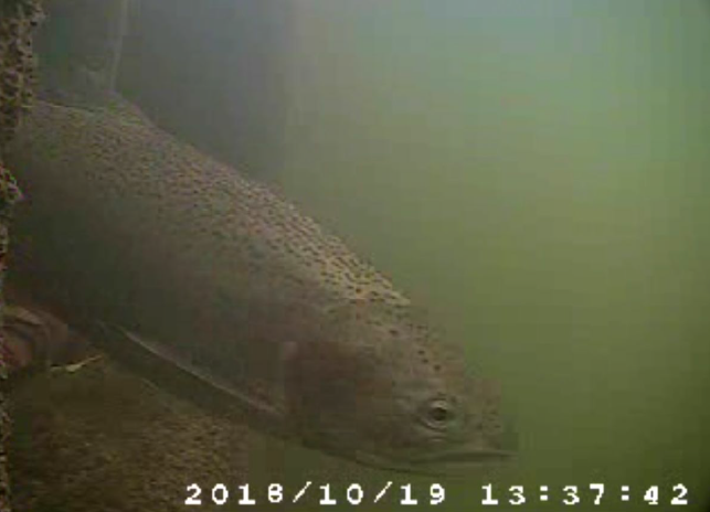 underwater camera fishway exit