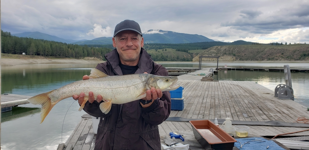 CART tagged female Northern Pikeminnow