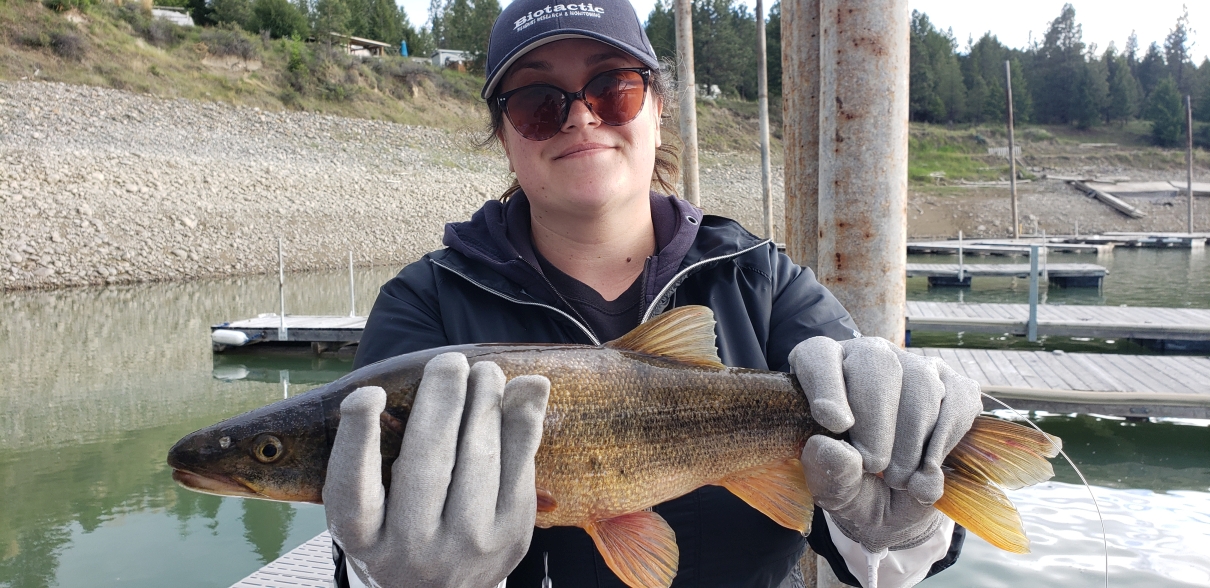 CART tagged male Northern Pikeminnow