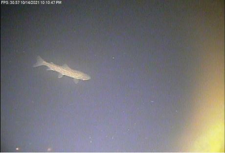 underwater picture bull trout