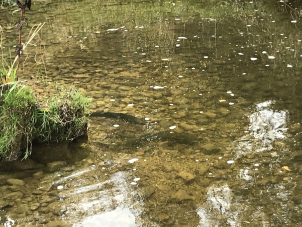 rainbow trout redd