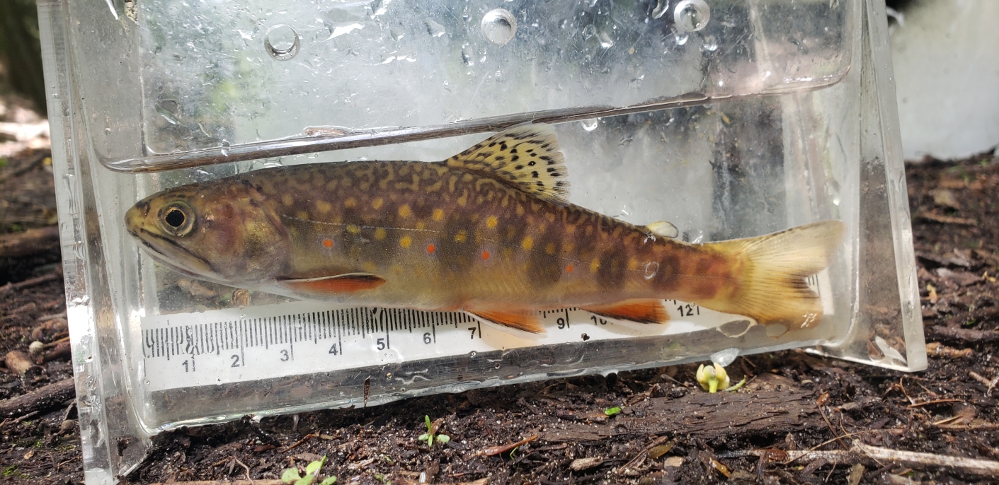 urban brook trout