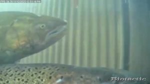 Node 24 November 12 2025